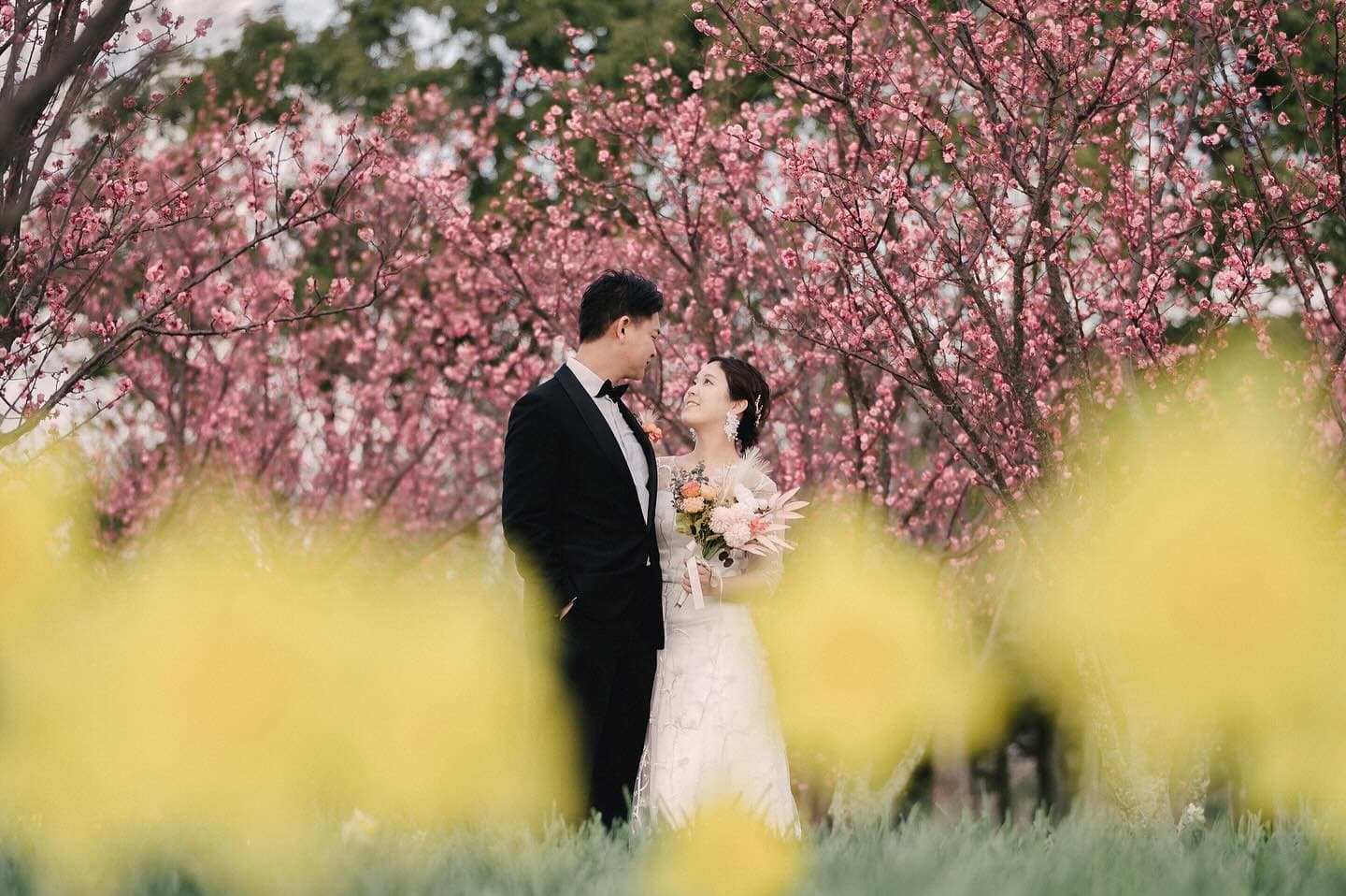 Bride and groom gazing at each other among pink blossoms in Fukuoka on a spring location shoot