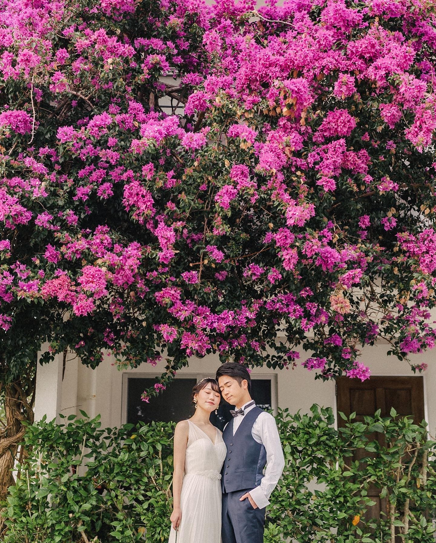 Bride and groom rest their heads together under blooming pink bougainvillea in Okinawa.