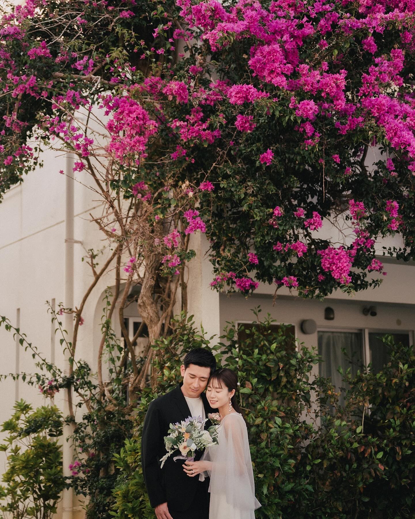 Couple embracing under magenta bougainvillea at a white house, Okinawa