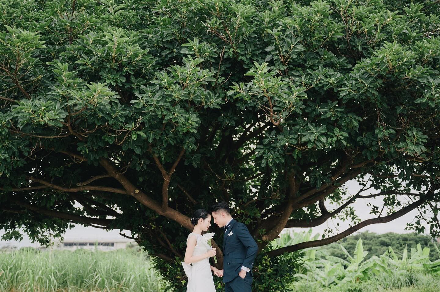 Bride and groom touch foreheads beneath a great spreading tree in Okinawa