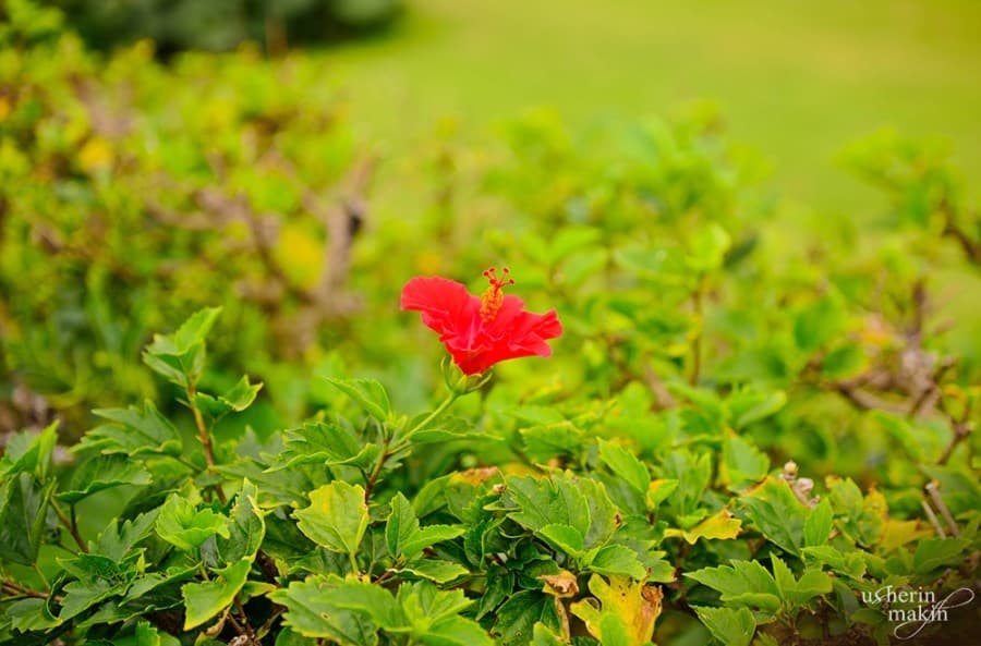 Beach Flower