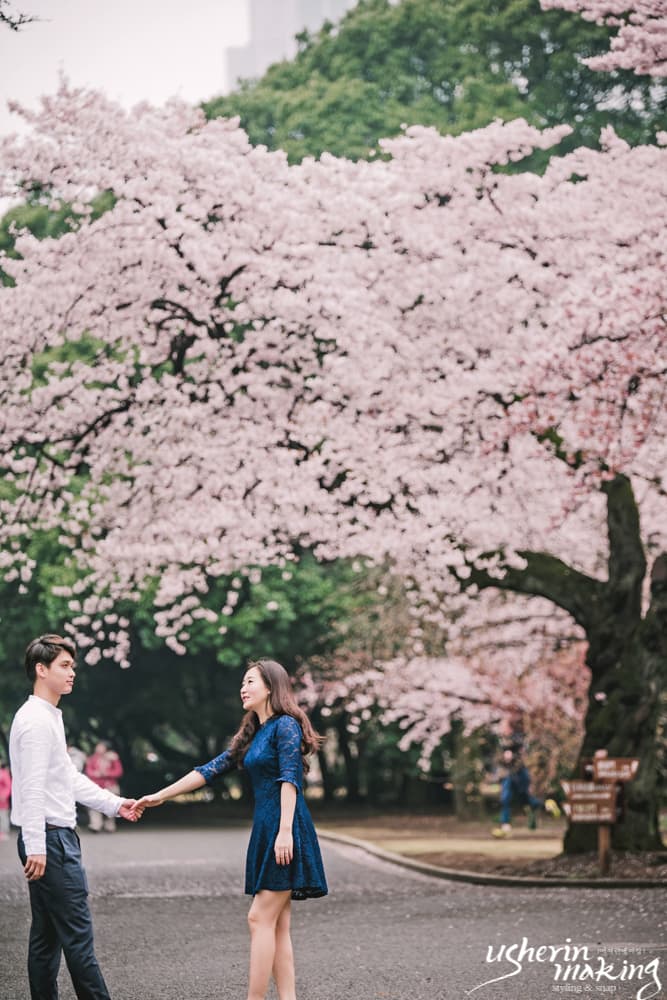 벚꽃:Cherry Blossom 오키나와벚꽃시즌 사진 3
