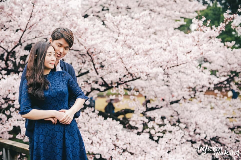 벚꽃:Cherry Blossom 오키나와벚꽃시즌 사진 7