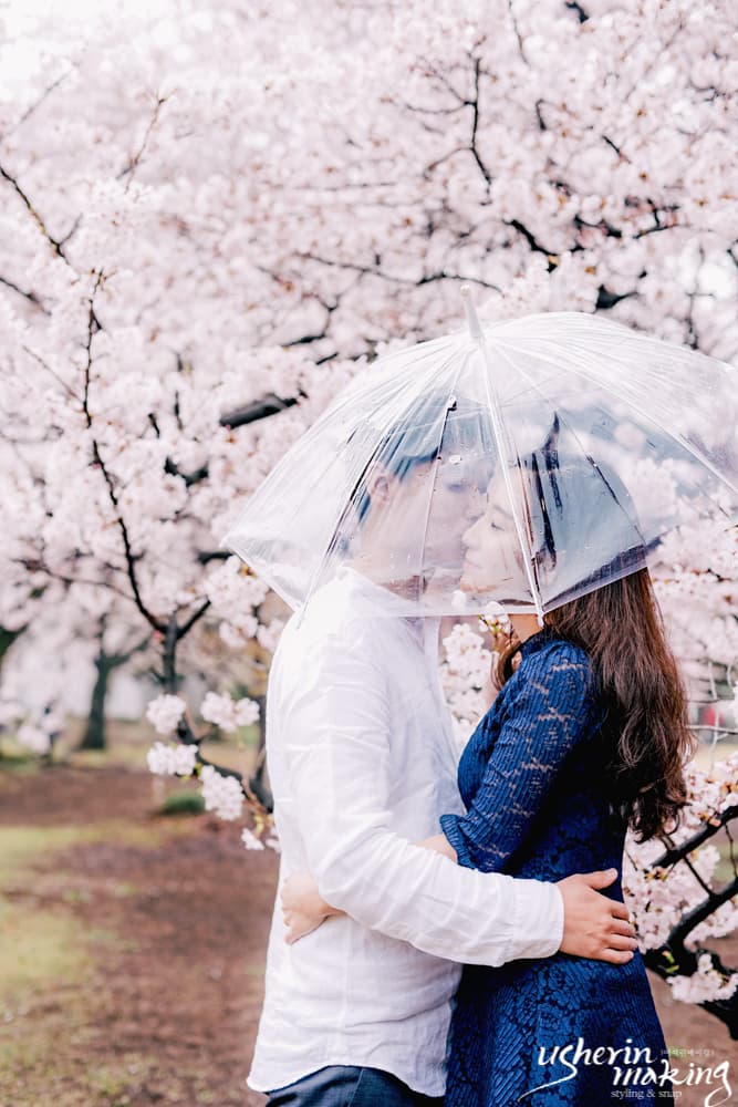 벚꽃:Cherry Blossom 오키나와벚꽃시즌 사진 14