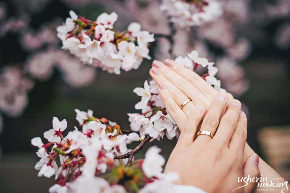 벚꽃:Cherry Blossom 오키나와벚꽃시즌 사진 11