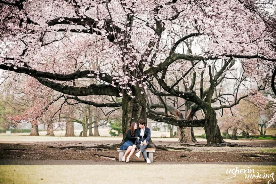 벚꽃:Cherry Blossom 오키나와벚꽃시즌 사진 1
